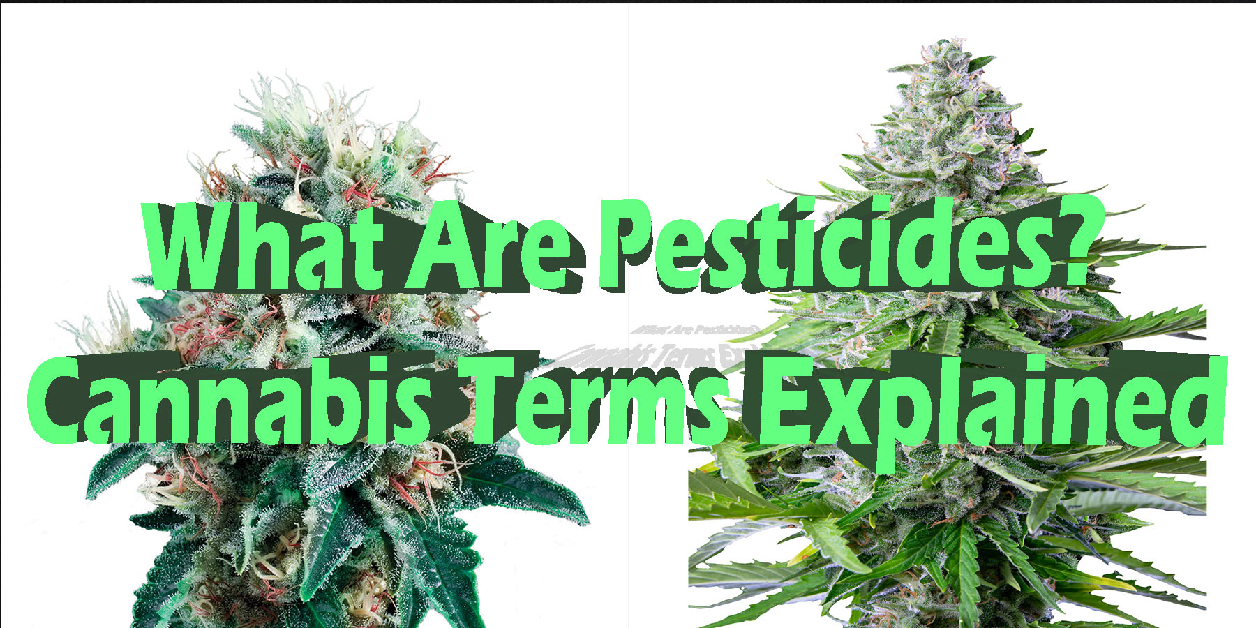 What Are Pesticides Cannabis Terms Explained HowToGetNearMe BestPlace LowestPrice Coupon Discount For Smoking