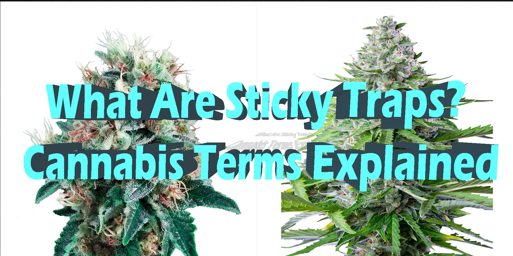 What Are Sticky Traps Cannabis Terms Explained HowToGetNearMe BestPlace LowestPrice Coupon Discount For Smoking.