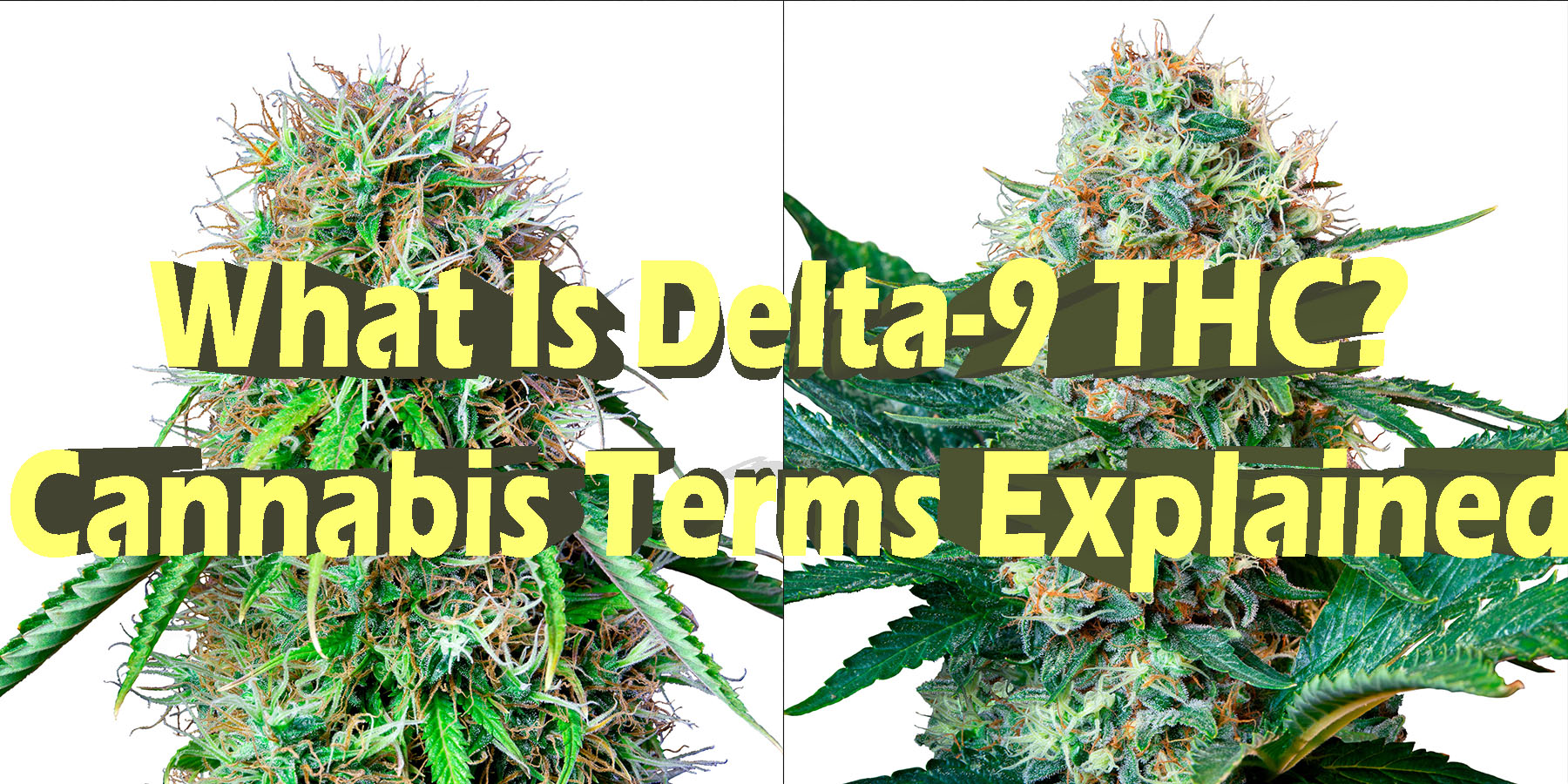 What Is Delta 9 THC Cannabis Terms Explained HowToGetNearMe BestPlace LowestPrice Coupon Discount For Smoking.