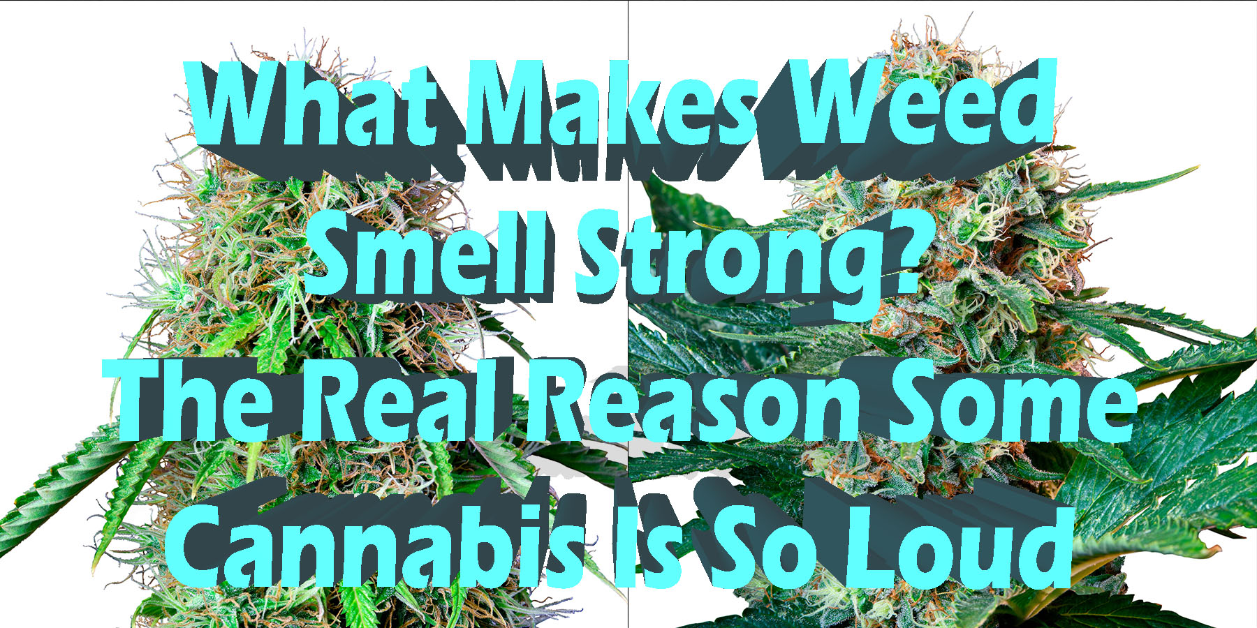 What Makes Weed smell Strong The Real Reason Some Cannabis Is So Loud HowToGetNearMe BestPlace LowestPrice Coupon Discount For Smoking Under Control Binoid.
