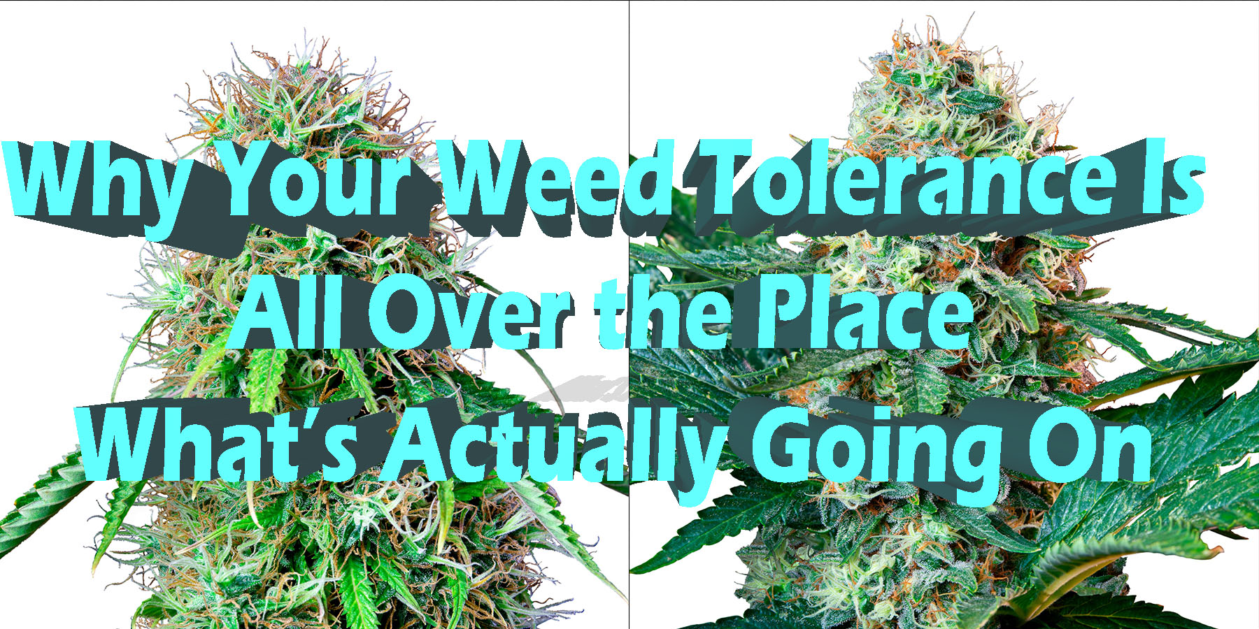 Why Your Weed Tolerance Is All Over the Place Whats Actually Going On HowToGetNearMe BestPlace LowestPrice Coupon Discount For SmokingUnder Control.